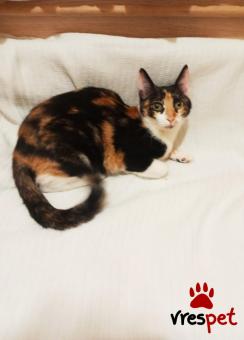 Ράτσα: Άγνωστο - Ημίαιμο | Ηλικία: 8 μηνών | Φύλο: Θηλυκό | Αρ. Microchip: 983232212121212 | Περιοχή: Αττική